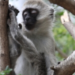 Busumi Groene Meerkat (Cercopithecus Aethiops) (0870)