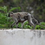 Busumi Groene Meerkat (Cercopithecus Aethiops) (0871)