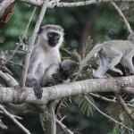 Busumi Groene Meerkat (Cercopithecus Aethiops) (0874)