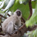 Busumi Groene Meerkat (Cercopithecus Aethiops) (0880)