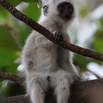 Busumi Groene Meerkat (Cercopithecus Aethiops) (0881)