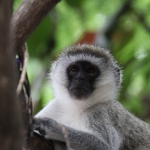 Busumi Groene Meerkat (Cercopithecus Aethiops) (0883)