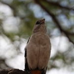 Serengeti N.P. Witkop Buffelwever (Dinemallia Dinemelli) (1408)