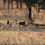 Serengeti N.P. Woestijnknobbelzwijn (Phacochoerus Aethiopicus) (1129)