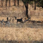 Serengeti N.P. Woestijnknobbelzwijn (Phacochoerus Aethiopicus) (1130)