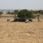 Serengeti N.P. Afrikaanse Olifant (Loxodonta Africana) (1035)