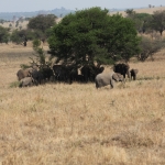 Serengeti N.P. Afrikaanse Olifant (Loxodonta Africana) (1036)