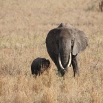 Serengeti N.P. Afrikaanse Olifant (Loxodonta Africana) (1037)