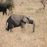 Serengeti N.P. Afrikaanse Olifant (Loxodonta Africana) (1038)