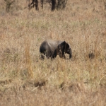 Serengeti N.P. Afrikaanse Olifant (Loxodonta Africana) (1039)