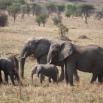 Serengeti N.P. Afrikaanse Olifant (Loxodonta Africana) (1046)