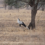 Serengeti N.P. Secretarisvogel (Sagittarius Serpentarius) (1485)