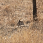 Serengeti N.P. Jachtluipaard (Acinonyx Jubatus) (1083)