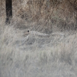 Serengeti N.P. Jachtluipaard (Acinonyx Jubatus) (1089)