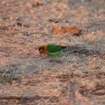 Serengeti N.P. Fischers Agapornis (Agapornis Fischeri) (1117)