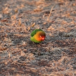 Serengeti N.P. Fischers Agapornis (Agapornis Fischeri) (1119)