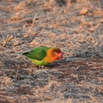 Serengeti N.P. Fischers Agapornis (Agapornis Fischeri) (1120)