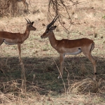 Serengeti N.P. Impala (Aepyceros Melampus) (1028)