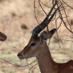 Serengeti N.P. Impala (Aepyceros Melampus) (1029)