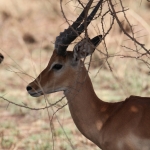 Serengeti N.P. Impala (Aepyceros Melampus) (1031)