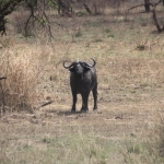 Serengeti N.P. Kafferbuffel (Syncerus Caffer) (1002)