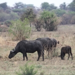 Serengeti N.P. Kafferbuffel (Syncerus Caffer) (1006)