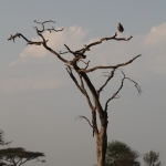 Serengeti N.P. Afrikaanse Maraboe (Leptoptilos Crumenifer) (1110)