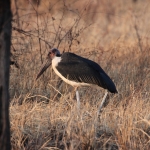 Serengeti N.P. Afrikaanse Maraboe (Leptoptilos Crumenifer) (1125)