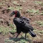 Serengeti N.P. Zuidelijke Hoornraaf (Bucorvus Leadbeateri) (0892)