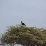 Serengeti N.P. Afrikaanse Zwarte Kuifarend (Lophaetus Occipitalis) (1069)