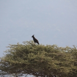 Serengeti N.P. Afrikaanse Zwarte Kuifarend (Lophaetus Occipitalis) (1070)