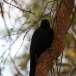 Serengeti N.P. Blauwe Langstaartglansspreeuw (Lamprotornis Purpuroptera) (0898)