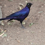 Serengeti N.P. Blauwe Langstaartglansspreeuw (Lamprotornis Purpuroptera) (0922)