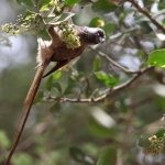 Serengeti N.P. Bruine Muisvogel (Colius Striatus) (0901)