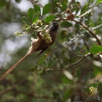 Serengeti N.P. Bruine Muisvogel (Colius Striatus) (0904)