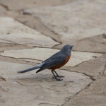 Serengeti N.P. Zilvervliegenvanger (Empidornis Semipartitus) (0925)