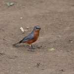 Serengeti N.P. Zilvervliegenvanger (Empidornis Semipartitus) (0926)