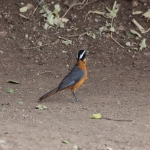 Serengeti N.P. Witbrauwlawaaimaker (Cossypha Heuglini) (0916)