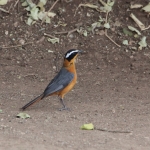 Serengeti N.P. Witbrauwlawaaimaker (Cossypha Heuglini) (0917)