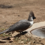 Serengeti N.P. Maskertoerako (Corythaixoides Personatus) (0999)