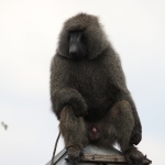 Serengeti N.P. Groene Baviaan  (Papio Anubis) (0956)