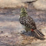 Serengeti N.P. Usambiro Baardvogel (Trachyphonus Usambiro) (0965)