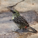 Serengeti N.P. Usambiro Baardvogel (Trachyphonus Usambiro) (0966)