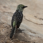 Serengeti N.P. Usambiro Baardvogel (Trachyphonus Usambiro) (0968)