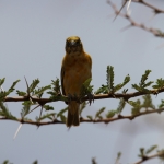 Serengeti N.P. Kleine Textorwever (Ploceus Intermedius) (0972)