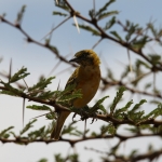 Serengeti N.P. Kleine Textorwever (Ploceus Intermedius) (0973)