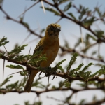 Serengeti N.P. Kleine Textorwever (Ploceus Intermedius) (0974)