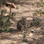 Serengeti N.P. Muis (Nannomys) (0981)