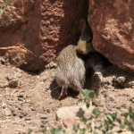 Serengeti N.P. Muis (Nannomys) (0982)