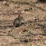 Serengeti N.P. Muis (Nannomys) (0984)